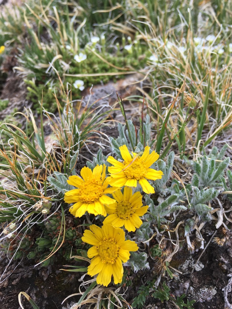 Stemless Four-Nerve Daisy photo 3