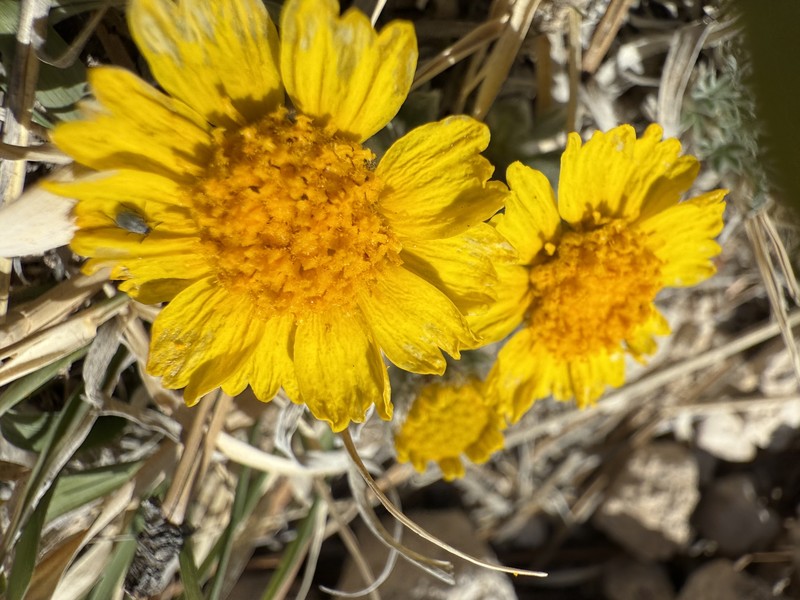 Tetraneuris acaulis var. acaulis