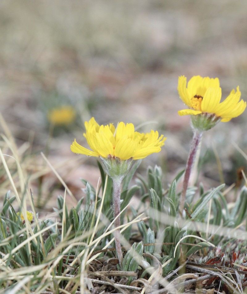 Tetraneuris acaulis var. acaulis photo 2