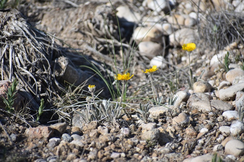 Tetraneuris acaulis var. acaulis photo 3