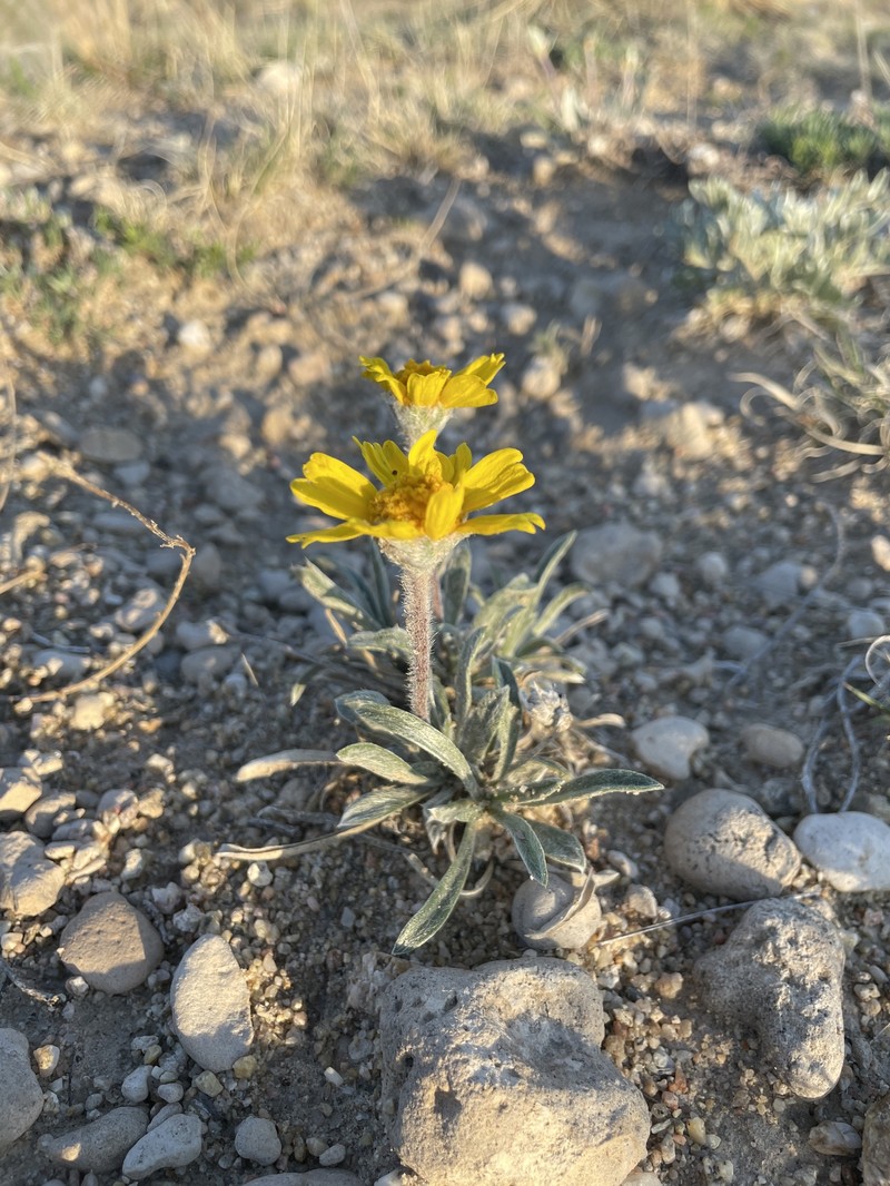 Tetraneuris acaulis var. acaulis photo 4