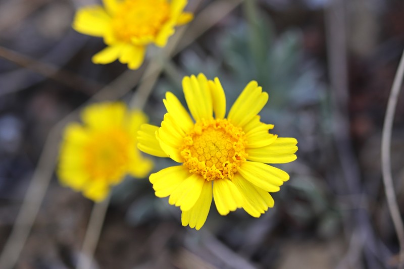 Tetraneuris acaulis var. acaulis photo 5