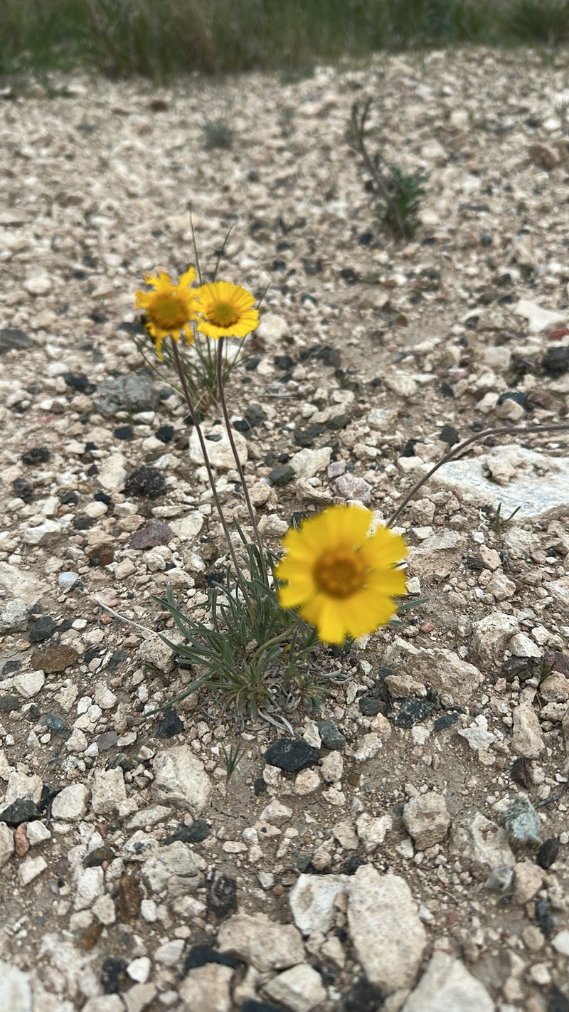 Tetraneuris acaulis var. acaulis photo 6