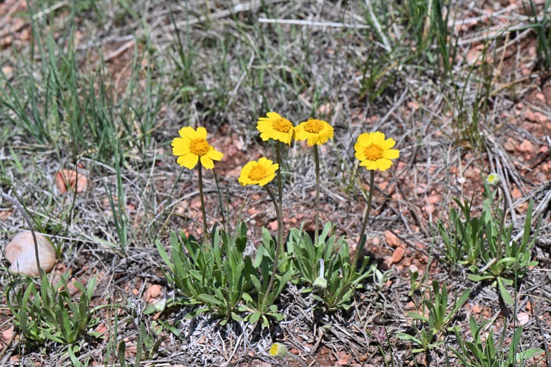 Tetraneuris acaulis var. acaulis photo 7