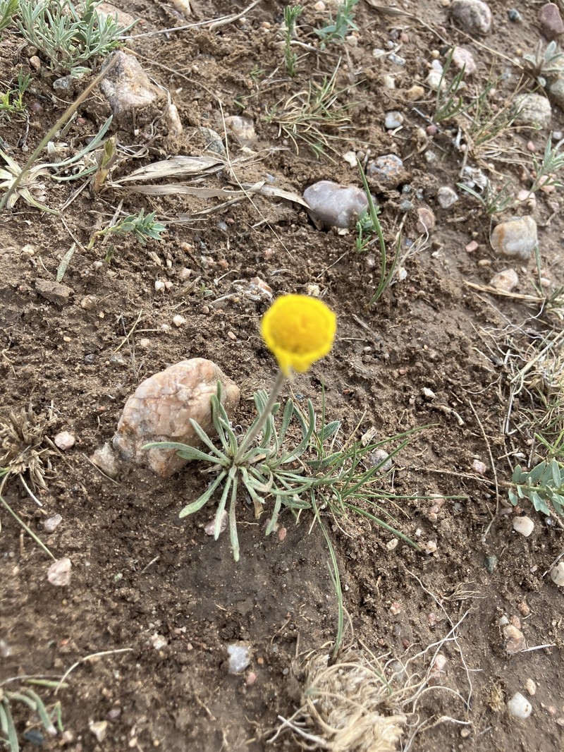 Tetraneuris acaulis var. acaulis photo 8