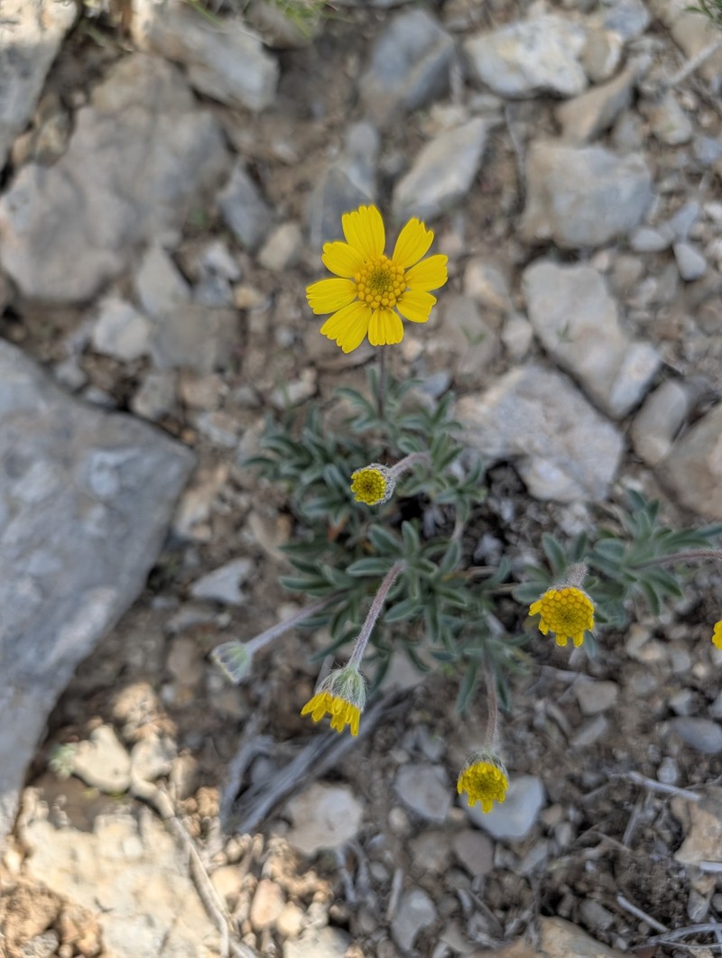 Tetraneuris acaulis var. arizonica