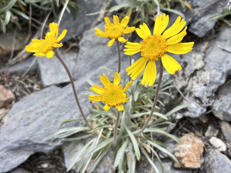 Tetraneuris acaulis var. arizonica photo 2