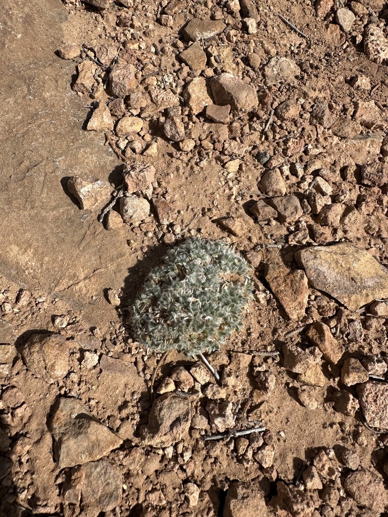 Tetraneuris acaulis var. arizonica photo 3