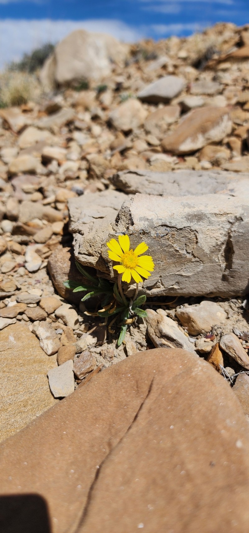 Tetraneuris acaulis var. arizonica photo 4