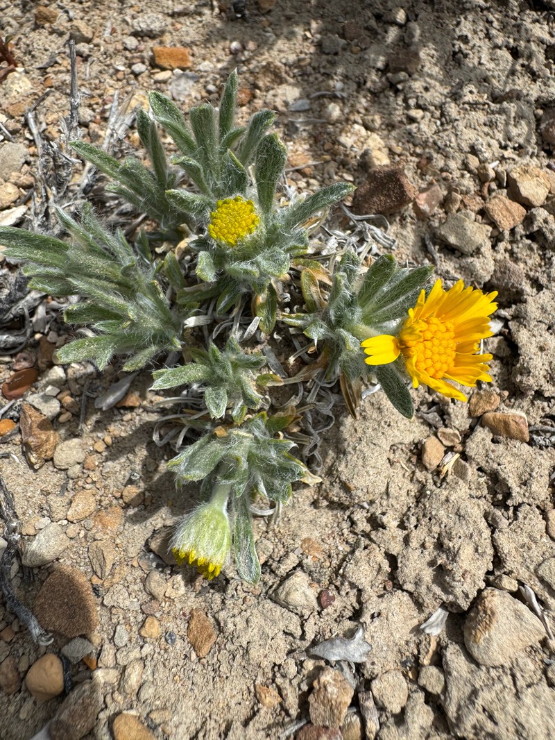 Tetraneuris acaulis var. arizonica photo 5