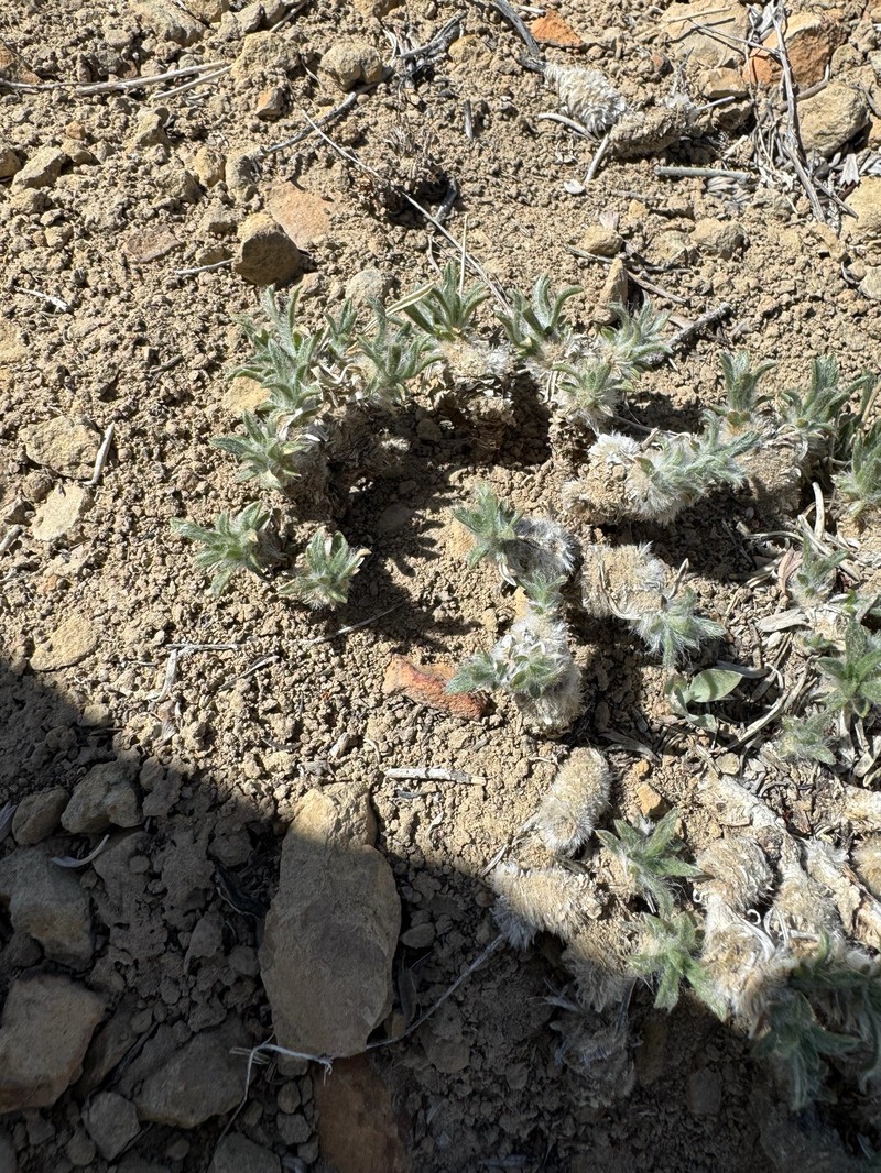 Tetraneuris acaulis var. arizonica photo 6