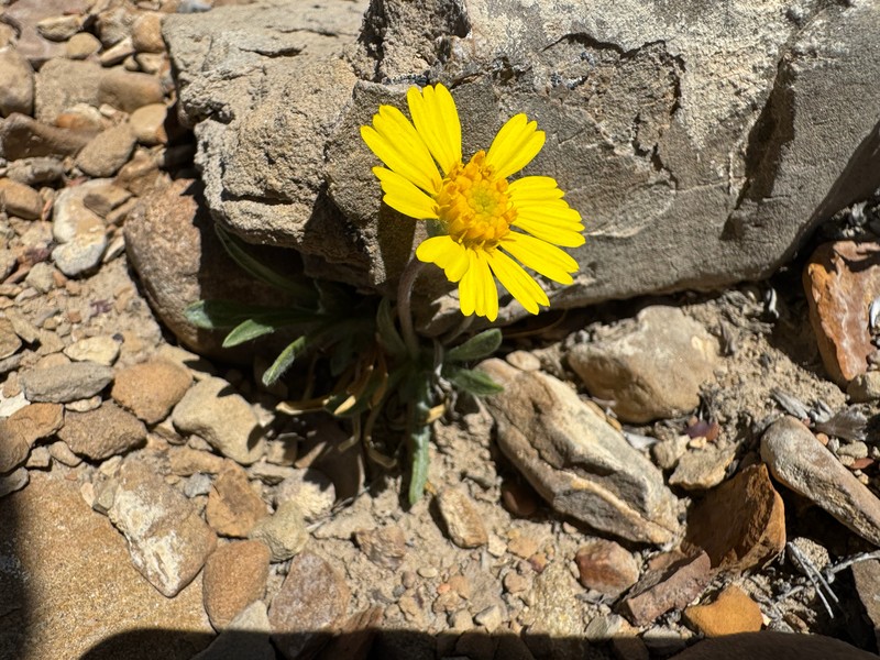 Tetraneuris acaulis var. arizonica photo 7