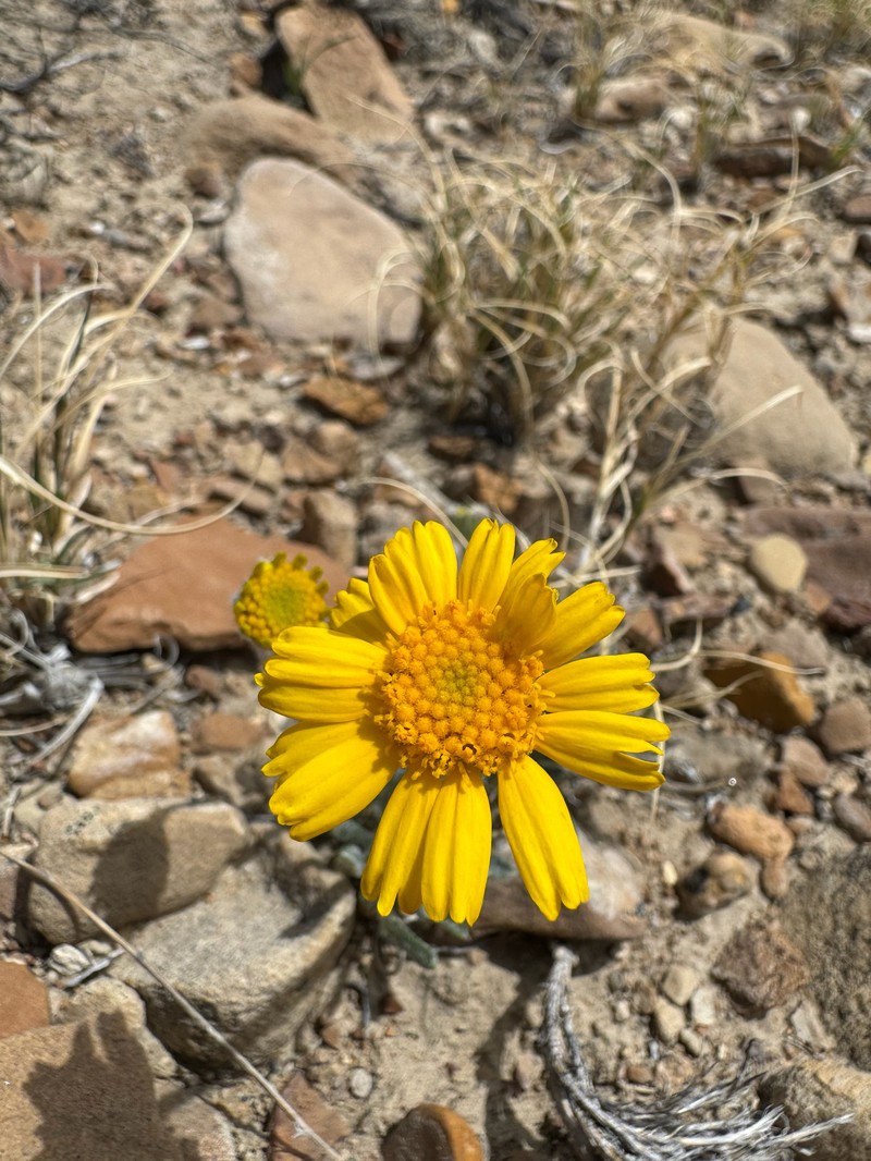 Tetraneuris acaulis var. arizonica photo 8