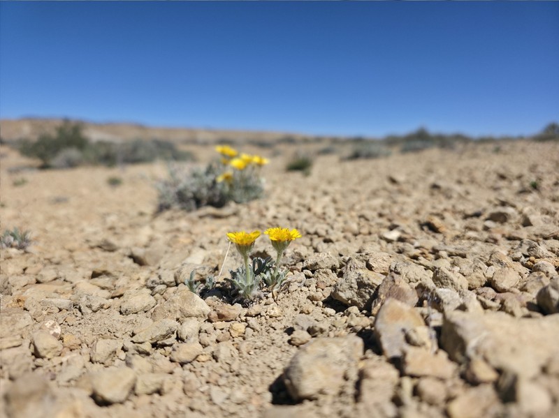 Tetraneuris acaulis var. caespitosa