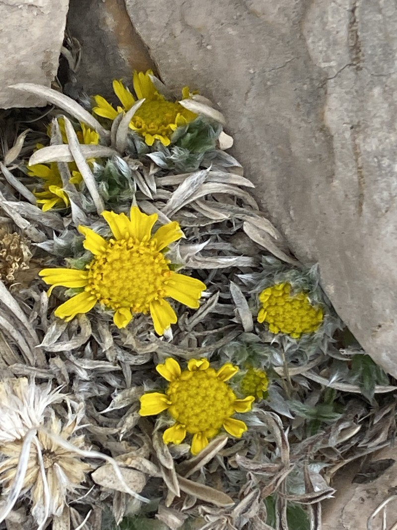 Tetraneuris acaulis var. caespitosa photo 2