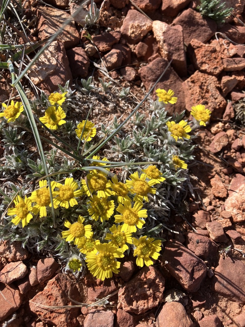 Tetraneuris acaulis var. caespitosa photo 3