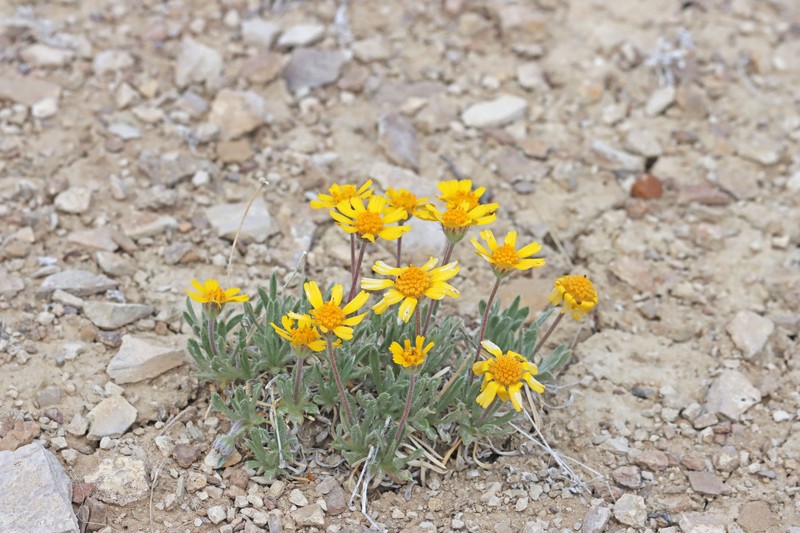 Tetraneuris acaulis var. caespitosa photo 4