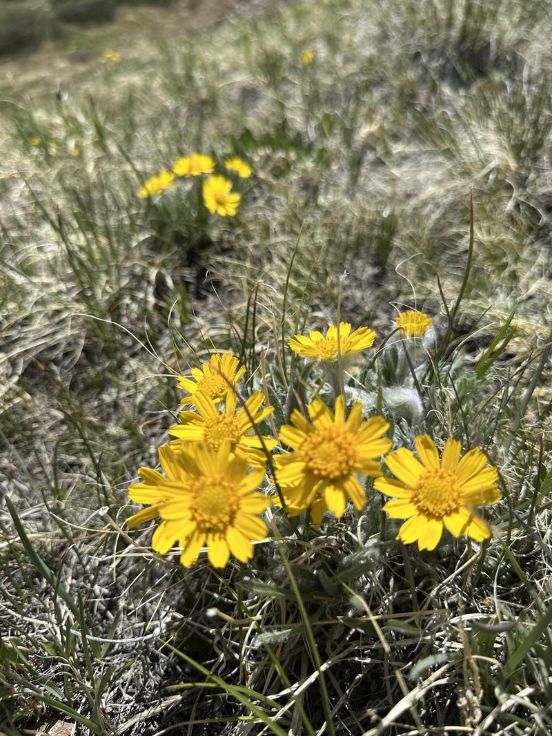 Tetraneuris acaulis var. caespitosa photo 5