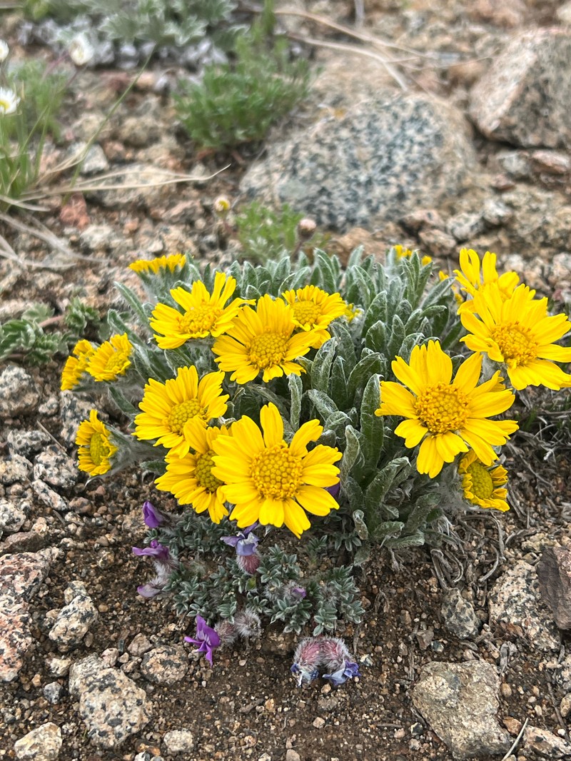 Tetraneuris acaulis var. caespitosa photo 6