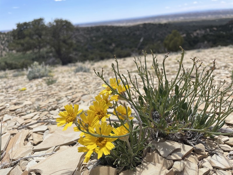 Tetraneuris acaulis var. caespitosa photo 7