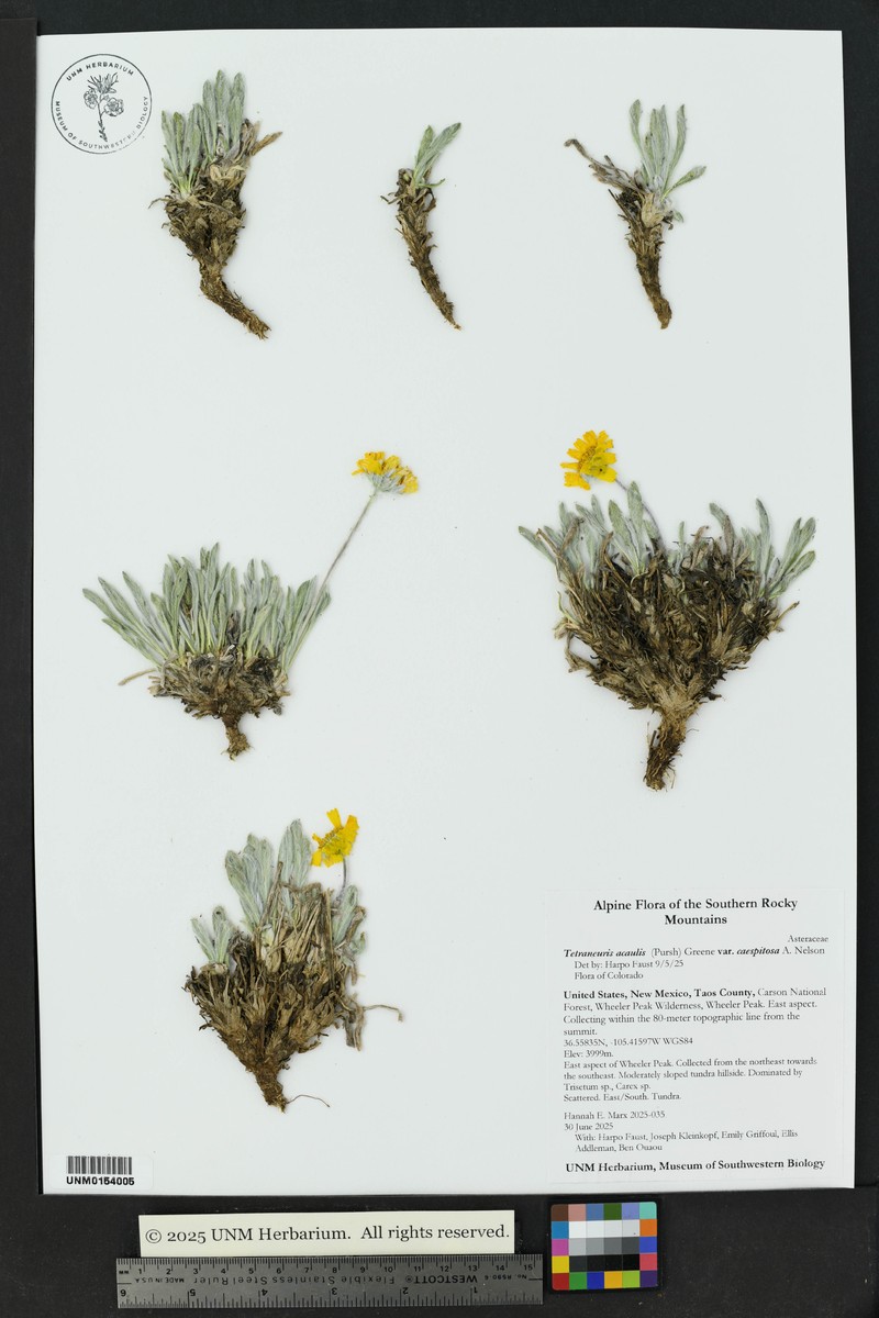 Tetraneuris acaulis var. caespitosa photo 8