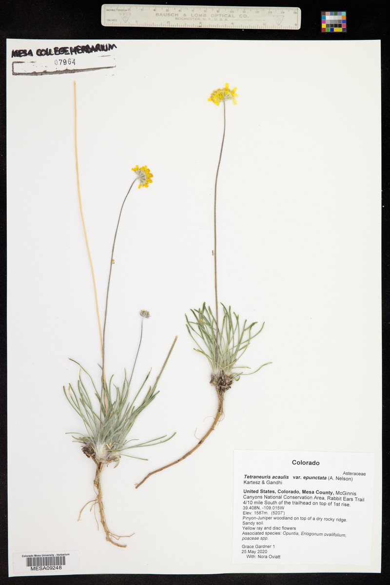 Tetraneuris acaulis var. epunctata photo 2