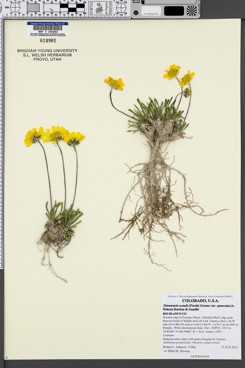 Tetraneuris acaulis var. epunctata photo 3