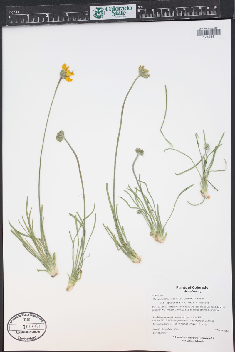 Tetraneuris acaulis var. epunctata photo 4