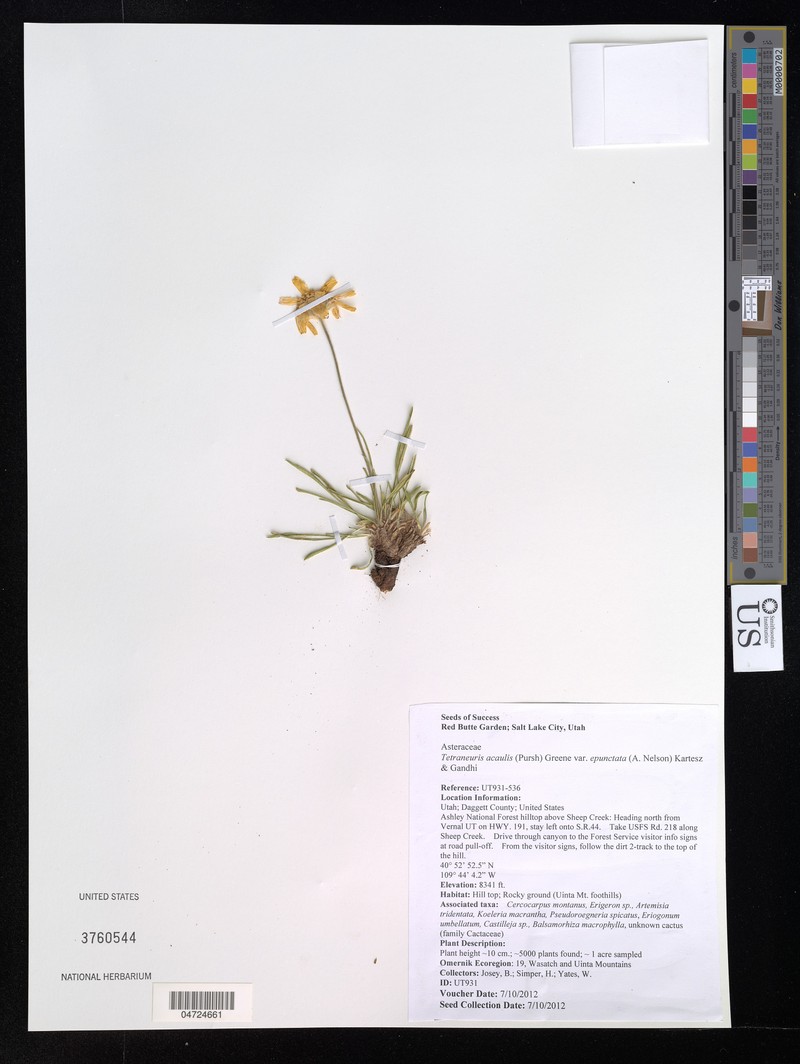Tetraneuris acaulis var. epunctata photo 5