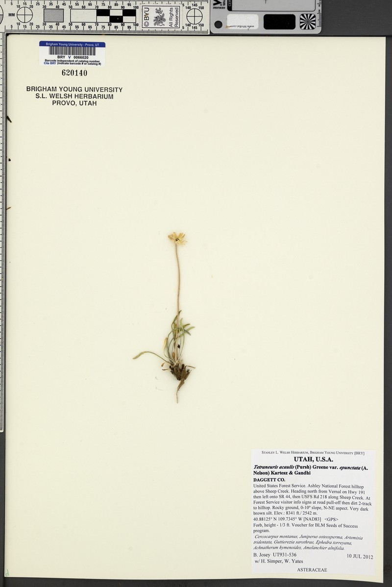 Tetraneuris acaulis var. epunctata photo 6
