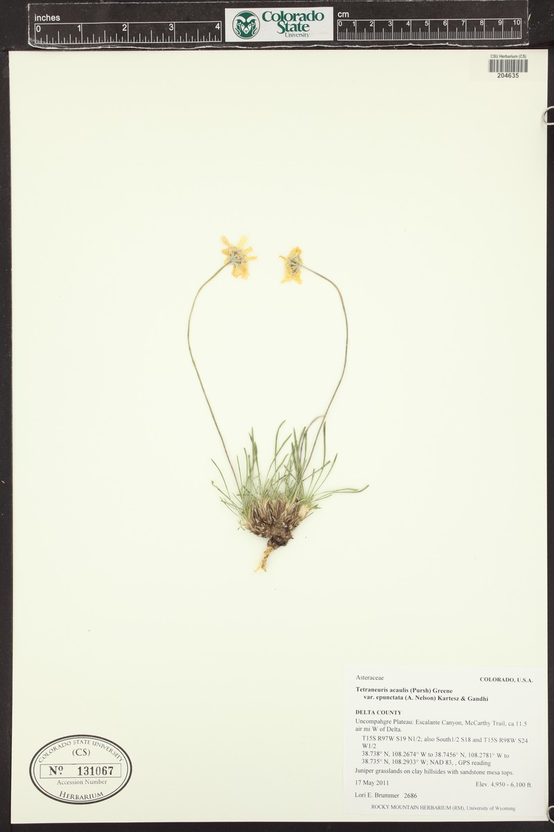 Tetraneuris acaulis var. epunctata photo 7