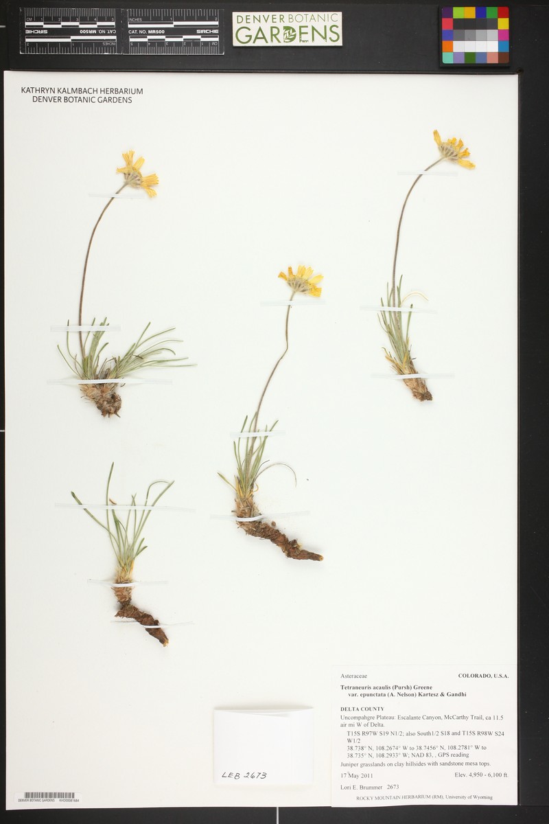Tetraneuris acaulis var. epunctata photo 8