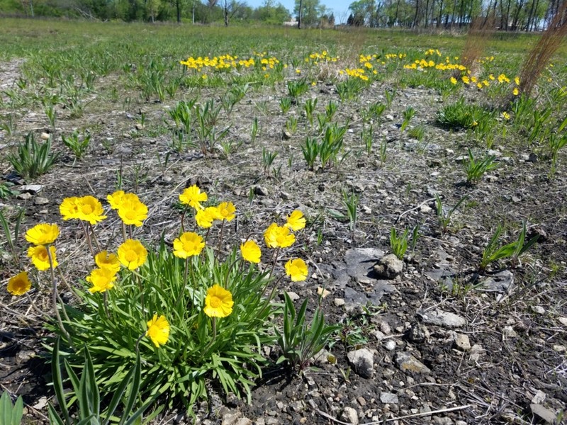 Eastern Fournerved Daisy