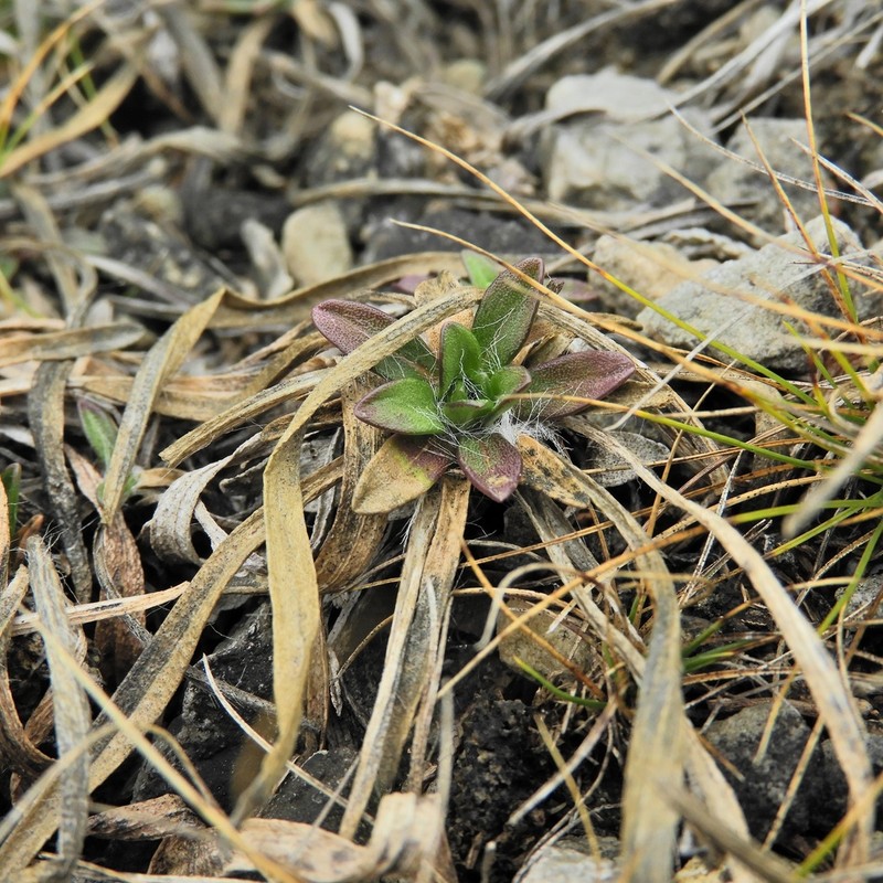 Eastern Fournerved Daisy photo 2