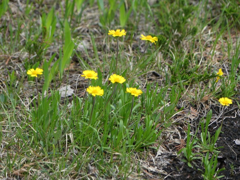 Eastern Fournerved Daisy photo 3