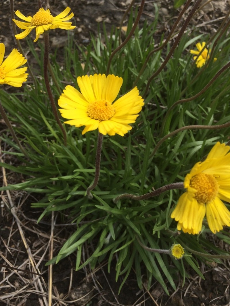 Eastern Fournerved Daisy photo 4