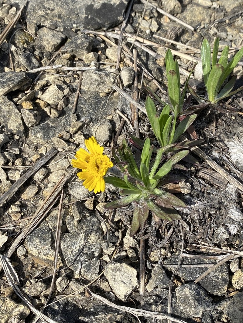 Eastern Fournerved Daisy photo 5