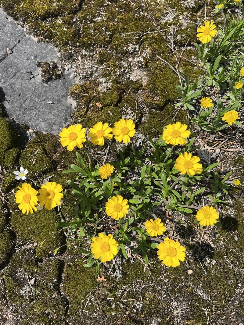 Eastern Fournerved Daisy photo 6