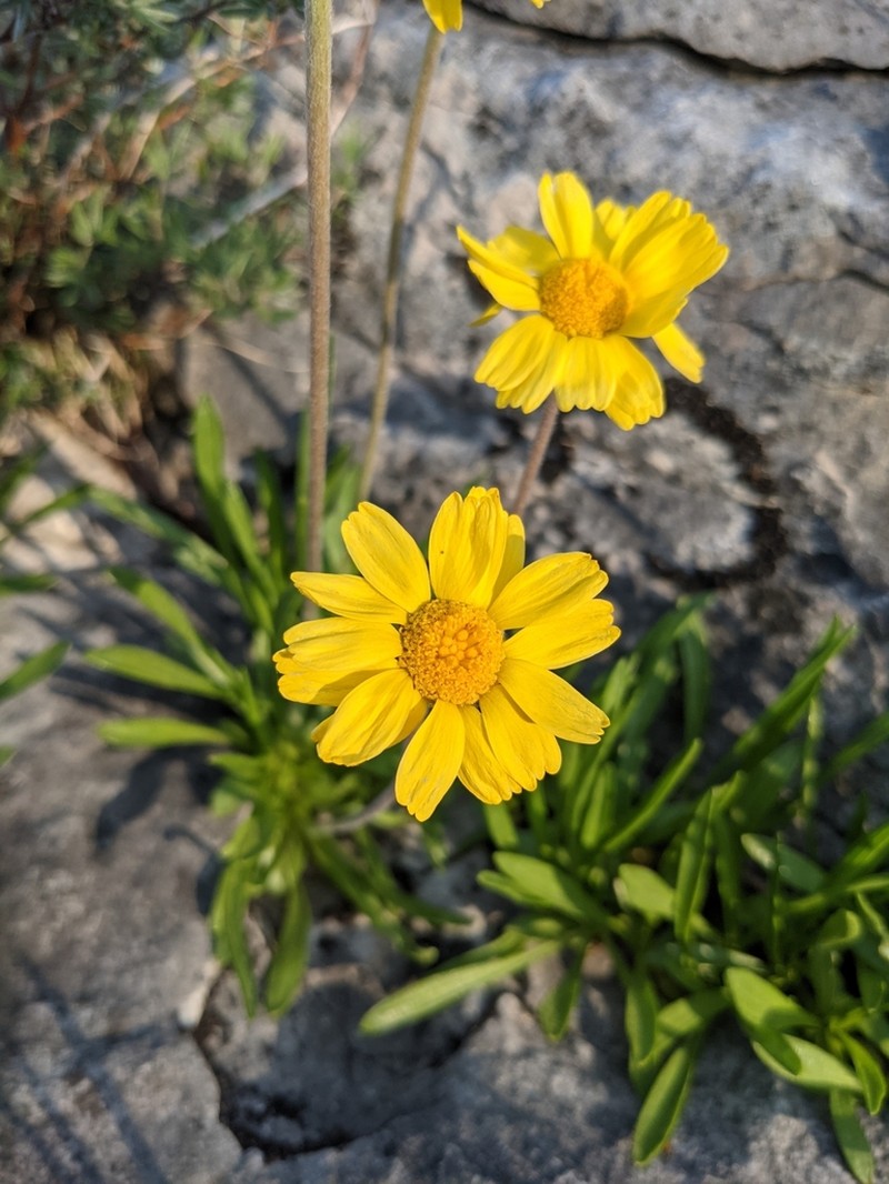Eastern Fournerved Daisy photo 7