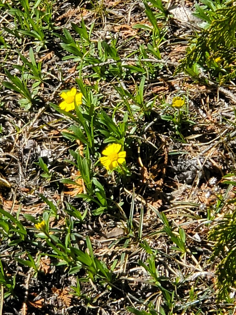 Eastern Fournerved Daisy photo 8