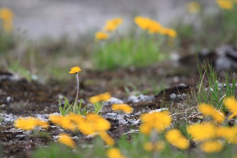 Eastern Fournerved Daisy