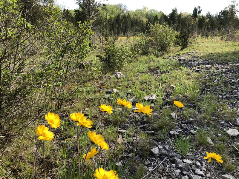 Eastern Fournerved Daisy photo 4