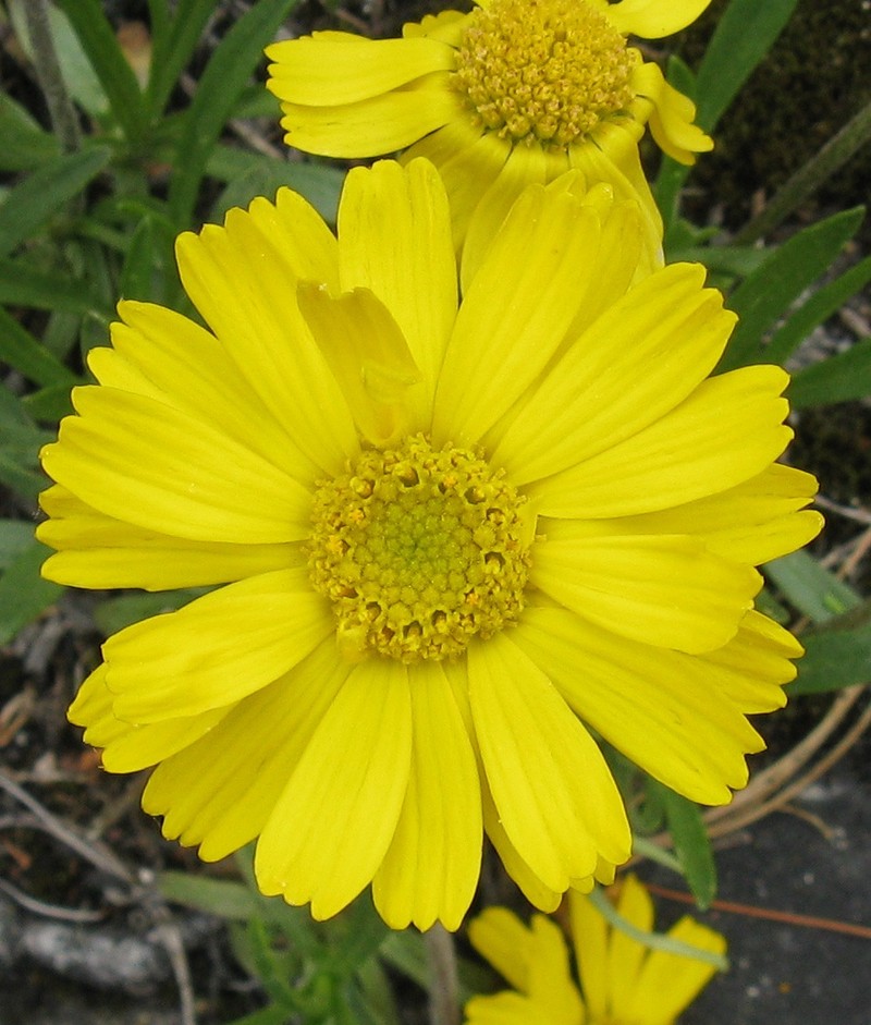 Eastern Fournerved Daisy photo 5