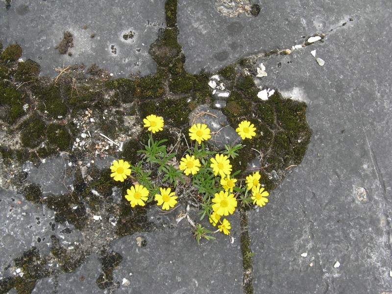 Eastern Fournerved Daisy photo 6