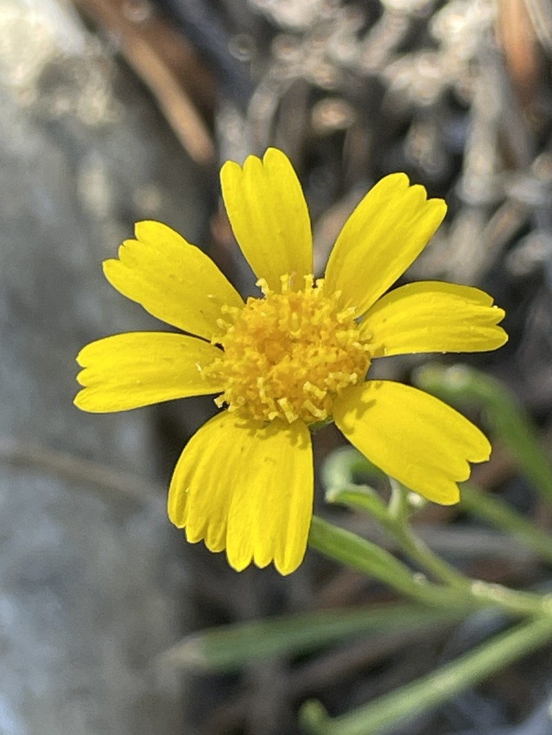 Ives' Fournerved Daisy