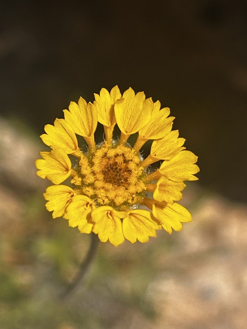 Ives' Fournerved Daisy photo 2