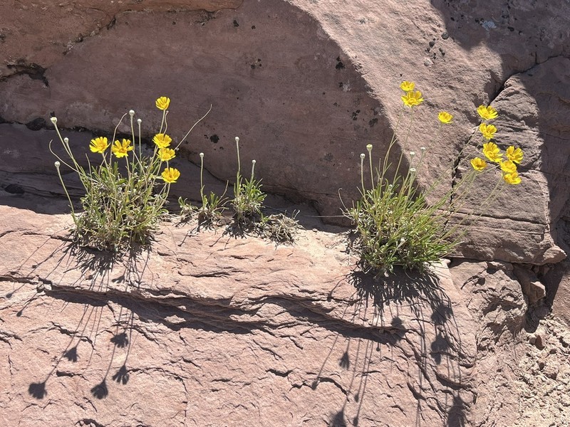 Ives' Fournerved Daisy photo 3