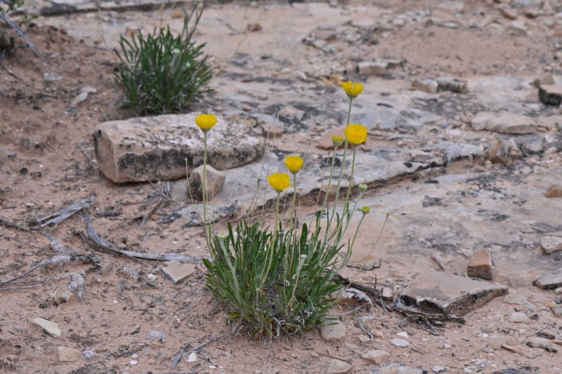 Ives' Fournerved Daisy photo 4