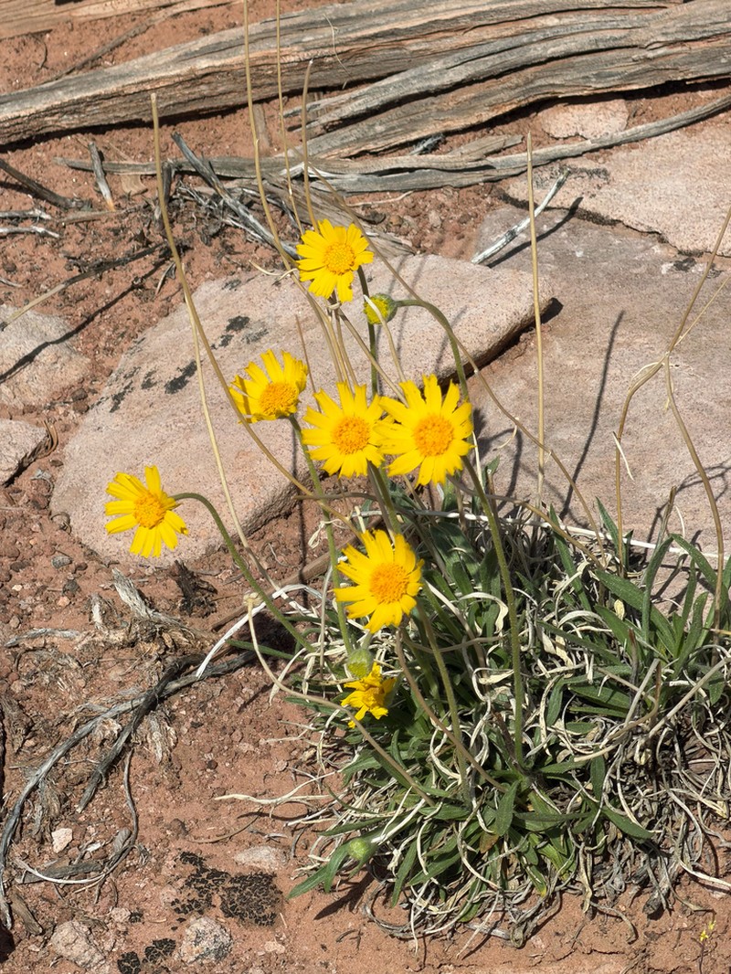 Ives' Fournerved Daisy photo 5