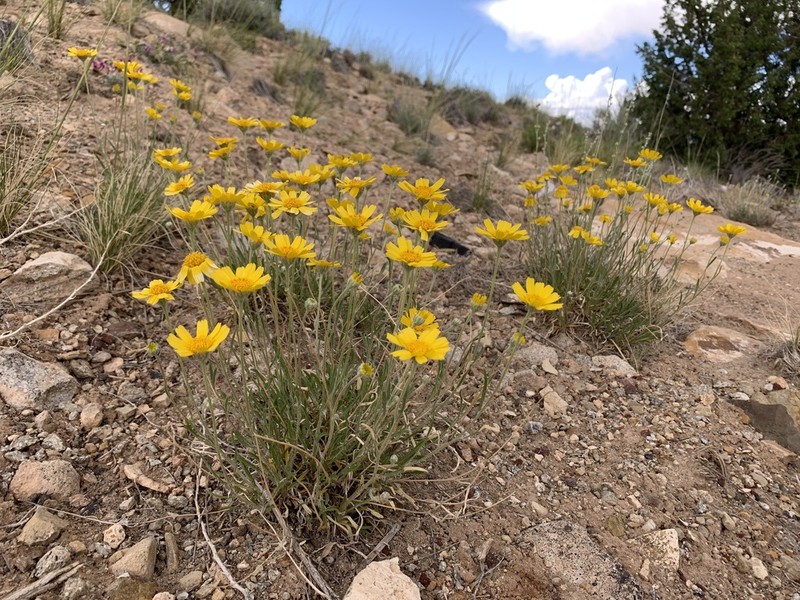Ives' Fournerved Daisy photo 6